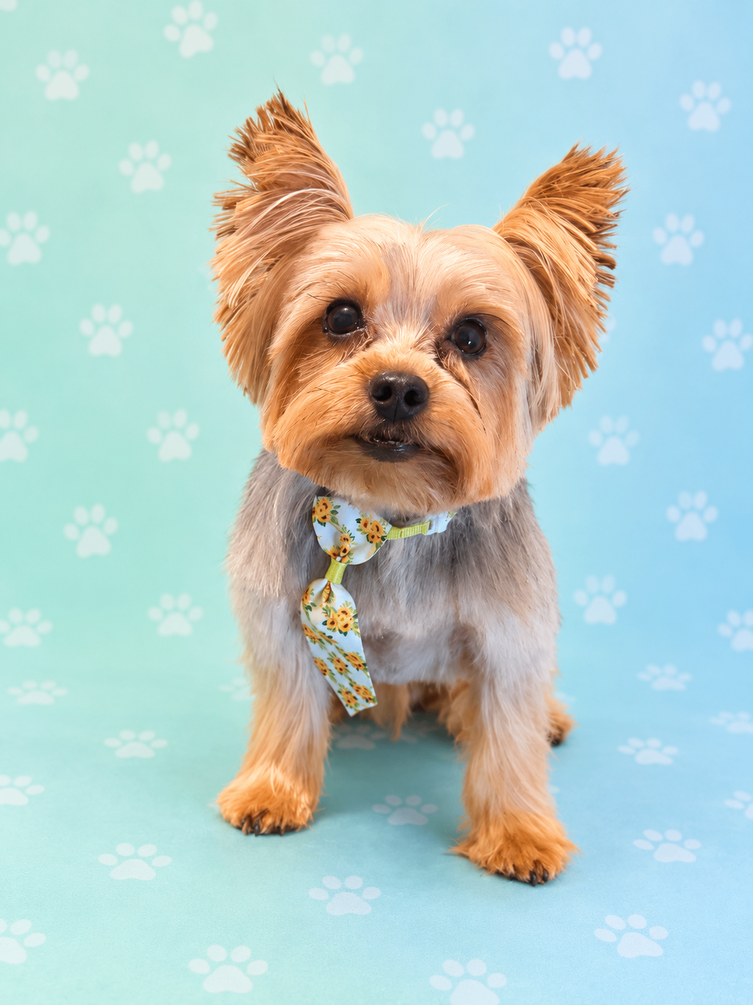 Fresh Pup — Full Service Groom