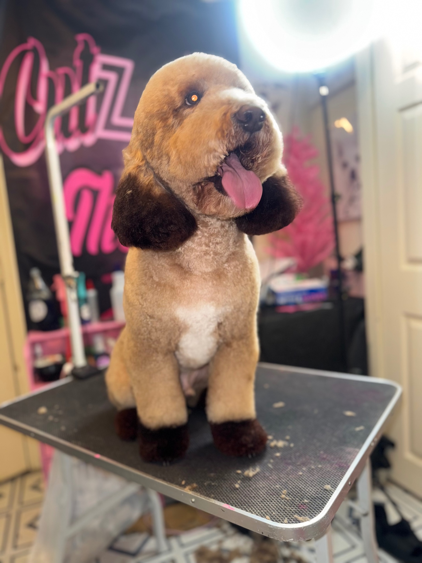 Fresh Pup — Full Service Groom