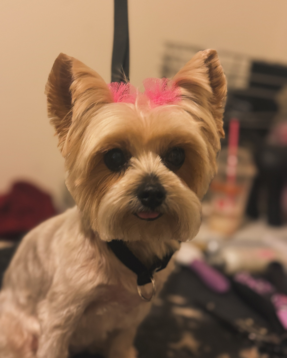 Fresh Pup — Full Service Groom + Creative Color